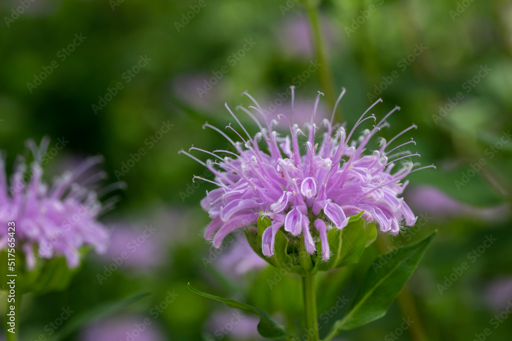 Obraz premium Macro texture background view of purple monarda fistulosa (bee balm) flower blossoms in an outdoor butterfly garden. Also called wild bergamot.