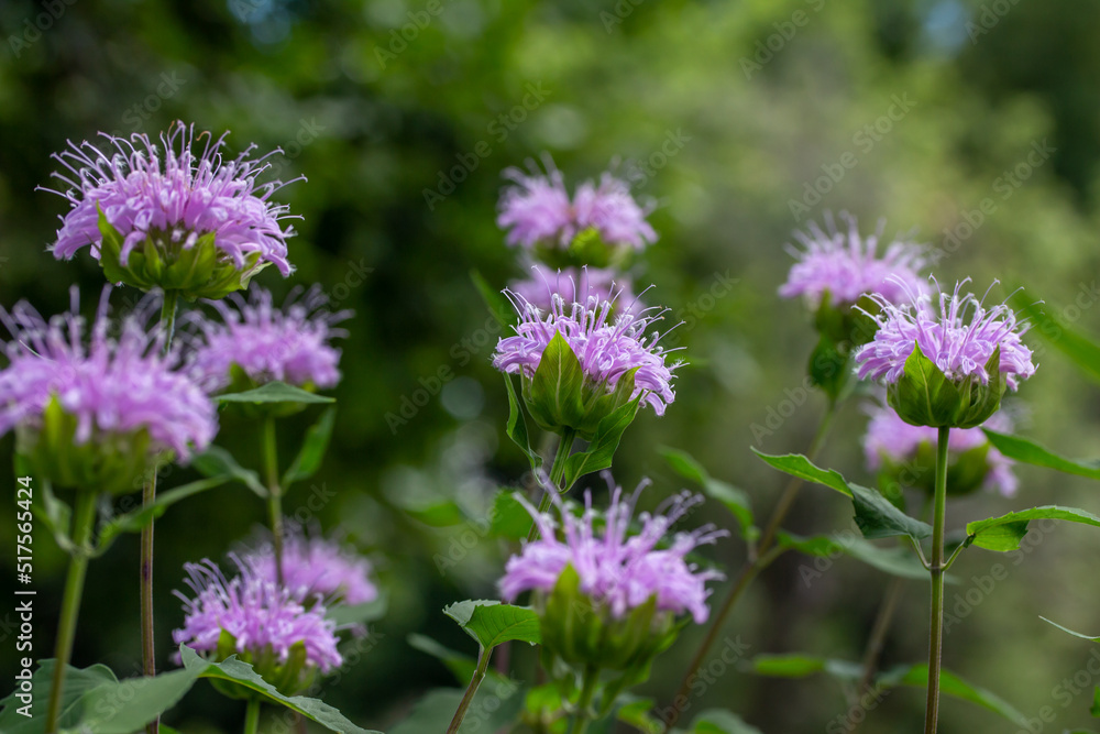 Macro texture background view of purple monarda fistulosa (bee balm) flower blossoms in an outdoor butterfly garden. Also called wild bergamot.