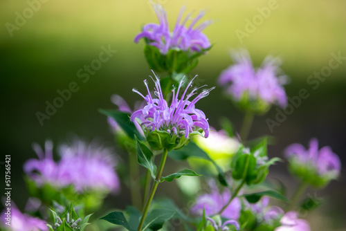 Macro texture background view of purple monarda fistulosa (bee balm) flower blossoms in an outdoor butterfly garden. Also called wild bergamot.