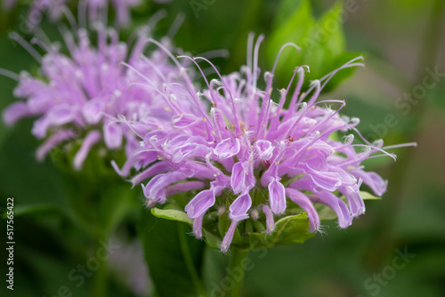 Macro texture background view of purple monarda fistulosa (bee balm) flower blossoms in an outdoor butterfly garden. Also called wild bergamot. photo