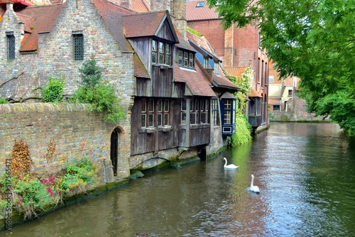 Brugge canal and its swans