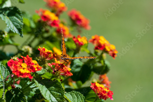 Monarch butterfly perched on flowers.