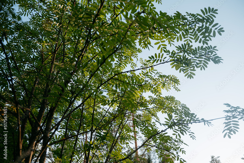 Fototapeta premium Mountain ash branches against the blue sky.