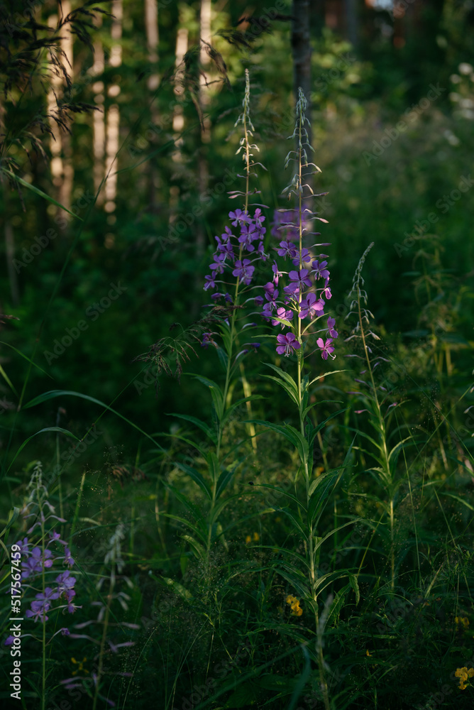 Obraz premium Blooming fireweed in a clearing of the northern forest