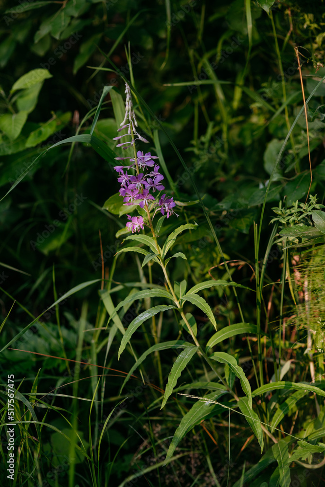 Obraz premium Blooming fireweed in a clearing of the northern forest