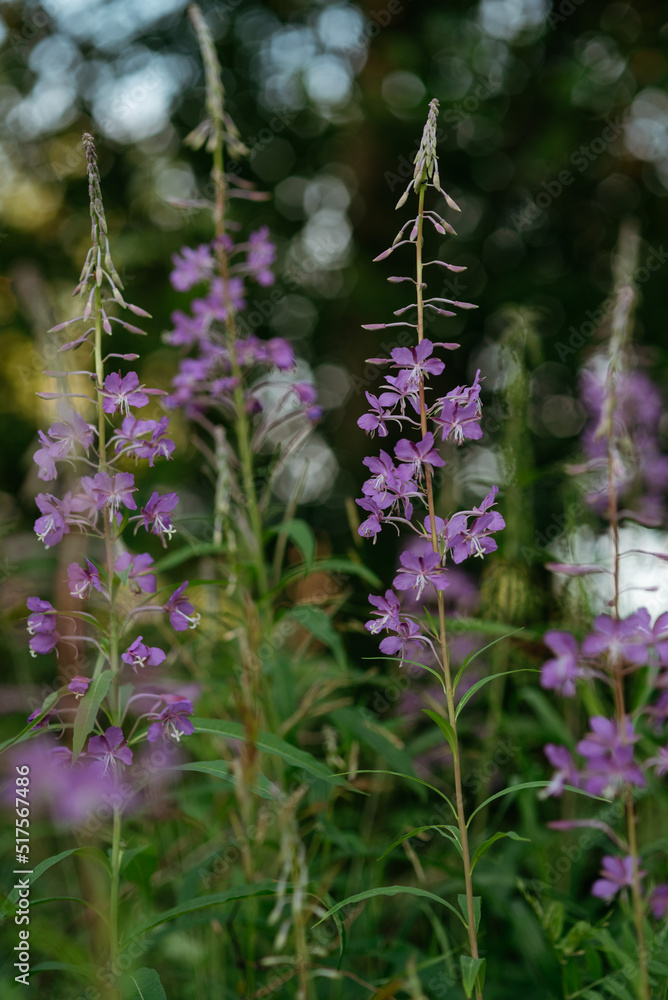 Obraz premium Blooming fireweed in a clearing of the northern forest