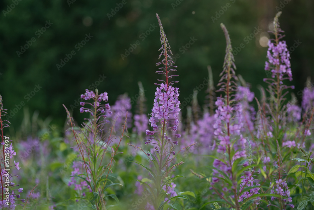 Obraz premium Blooming fireweed in a clearing of the northern forest