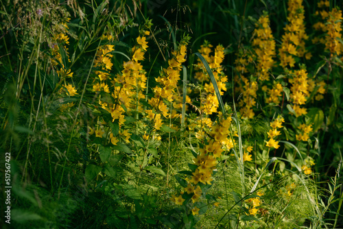 Verbena yellow perennial in a natural environment photo