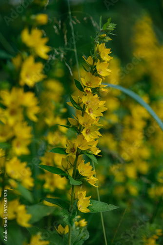Verbena yellow perennial in a natural environment