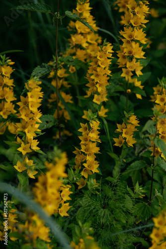 Verbena yellow perennial in a natural environment