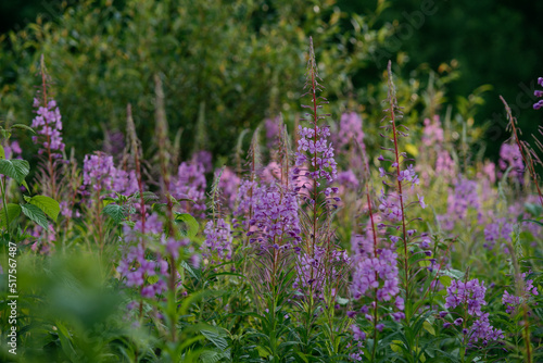 Blooming fireweed in a clearing of the northern forest