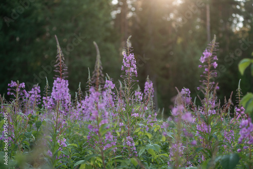 Blooming fireweed in a clearing of the northern forest