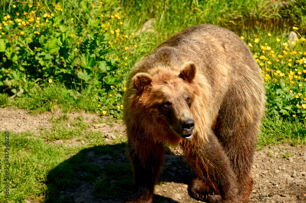 Obraz premium A Brown bear walking at a wild life preserve near Sitka Alaska.