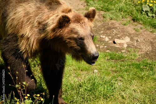 A Brown bear walking at a wild life preserve near Sitka Alaska.