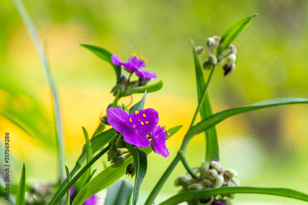 ムラサキツユクサの花びら ムラサキツユクサの花びら