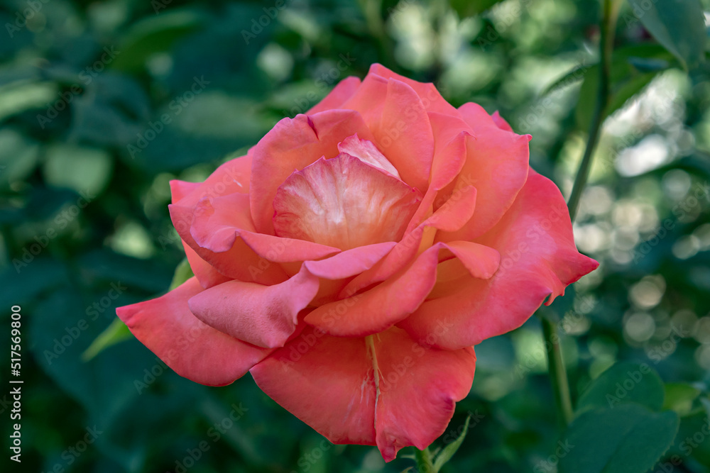 red rose in garden