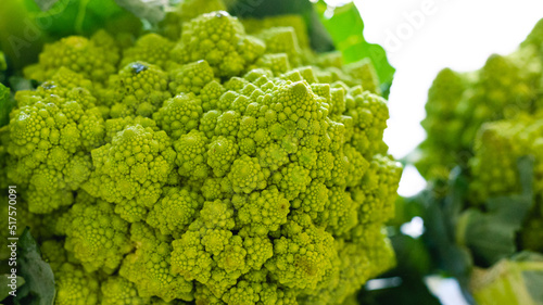 Romanesco broccoli cabbage (Roman Cauliflower) close-up isolated on white