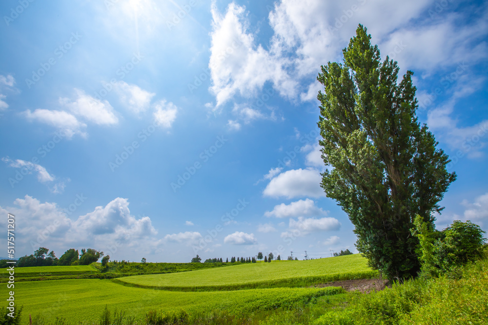 Obraz premium 北海道 ケンとメリーの木 