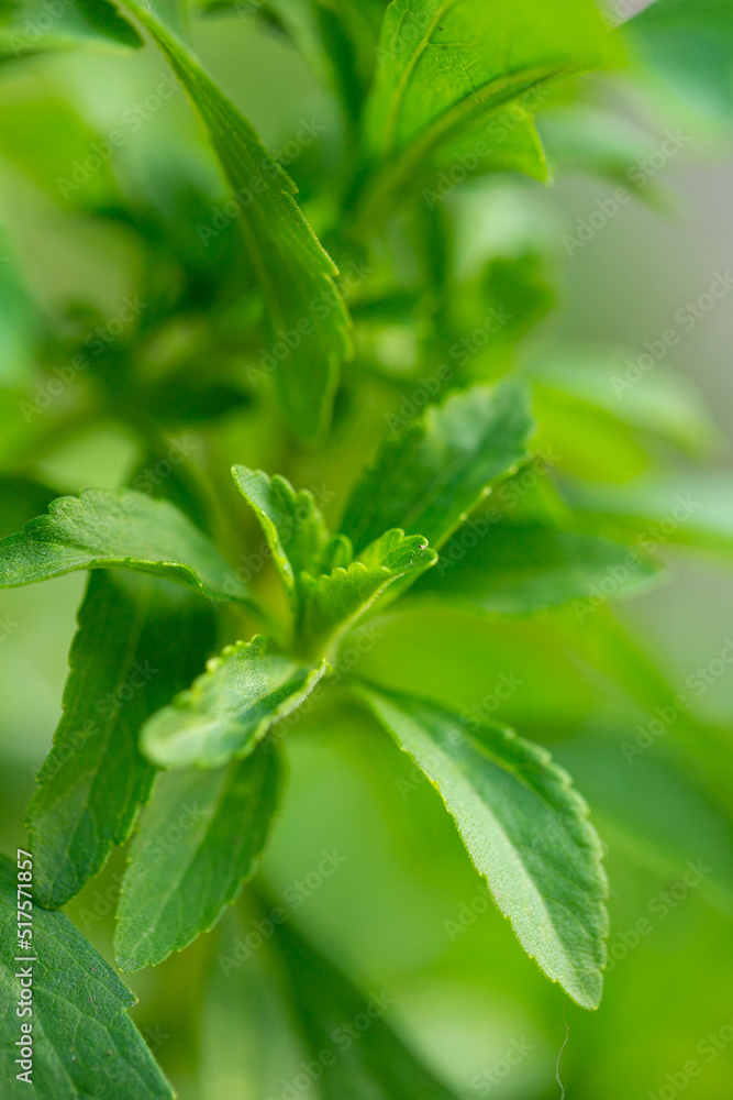 Stevia rebaudiana. sweet leaf sugar substitute.Close up of the leaves of a stevia plant.Alternative Low Calorie Vegetable Sweetener Stevia rebaudiana. sweet leaf sugar substitute.Close up of the leaves of a stevia plant.Alternative Low Calorie Vegetable Sweetener