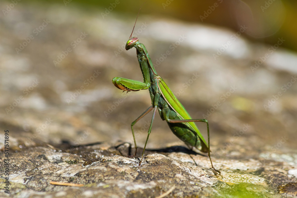 Praying mantis insect on top of a rock Praying mantis insect on top of a rock