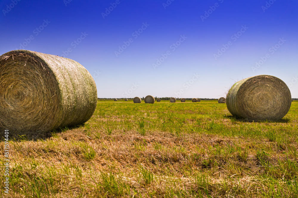 Summer farm scenery with haystacks and bales of hay. Field landscape with rolls scattered around. Agriculture panoramic photo with rural harvest landscape. Grass and wheat rolls left in a field.