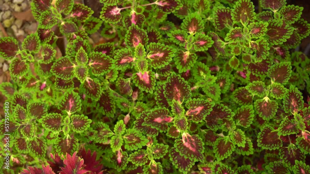 Colorful leaves background Top view Beautiful foliage fresh nature background Colorful leaves background Top view Beautiful foliage fresh nature background