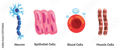 Human somatic cell neurons epithelial blood and muscle illustration graphic