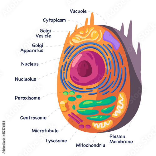 Structure human animal cell anatomy diagram of mitochondion to nucleus cellular biology drawing illustration photo