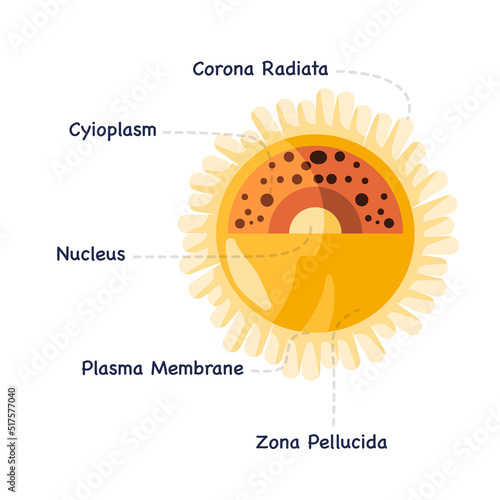 Human egg cell ovum ovule in female drawing illustration