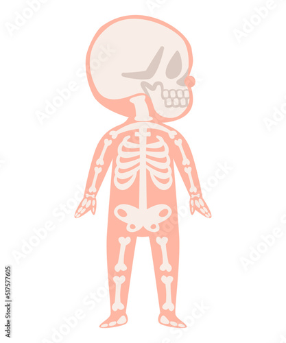 Skeleton bone body system anatomical internal organ graphic illustration