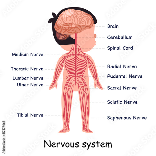 Nervous system nerve body system anatomical internal organ graphic illustration