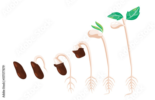 Bean sprout seeds germination process steps plant life to unfold leaves growing stages