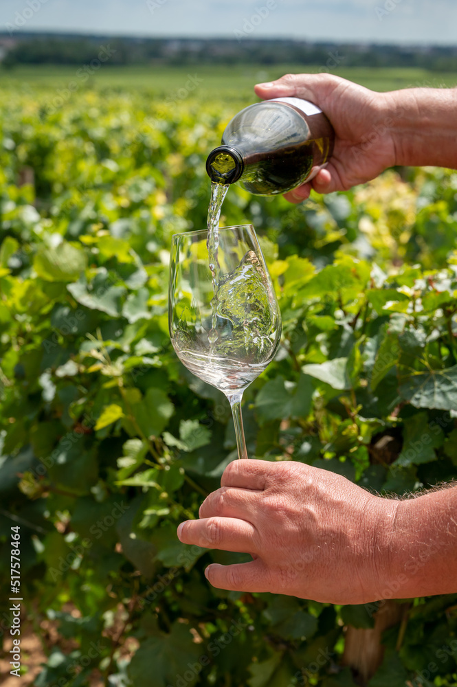 Tasting of white dry wine made from Chardonnay grapes on grand cru classe vineyards near Puligny-Montrachet village, Burgundy, France