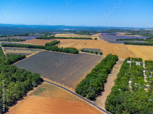 Aerial view on Plateau of Valensole with rows of blossoming purple lavender, wheat grain fiels and green trees, Provence, France © barmalini