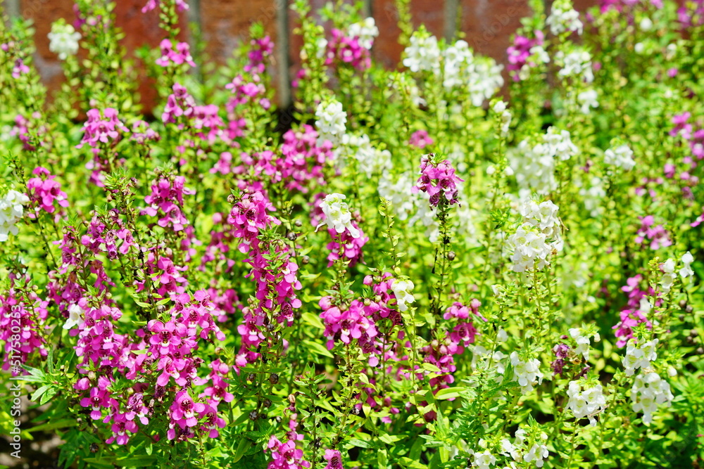 Angelonia angustifolia Balangdaros Benth purple and white flower