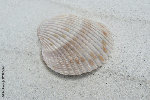 Beautiful beige seashell on white sand in Florida beach
