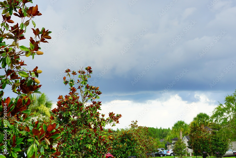 crepe myrtle Lagerstroemia indica flower in summer crepe myrtle Lagerstroemia indica flower in summer