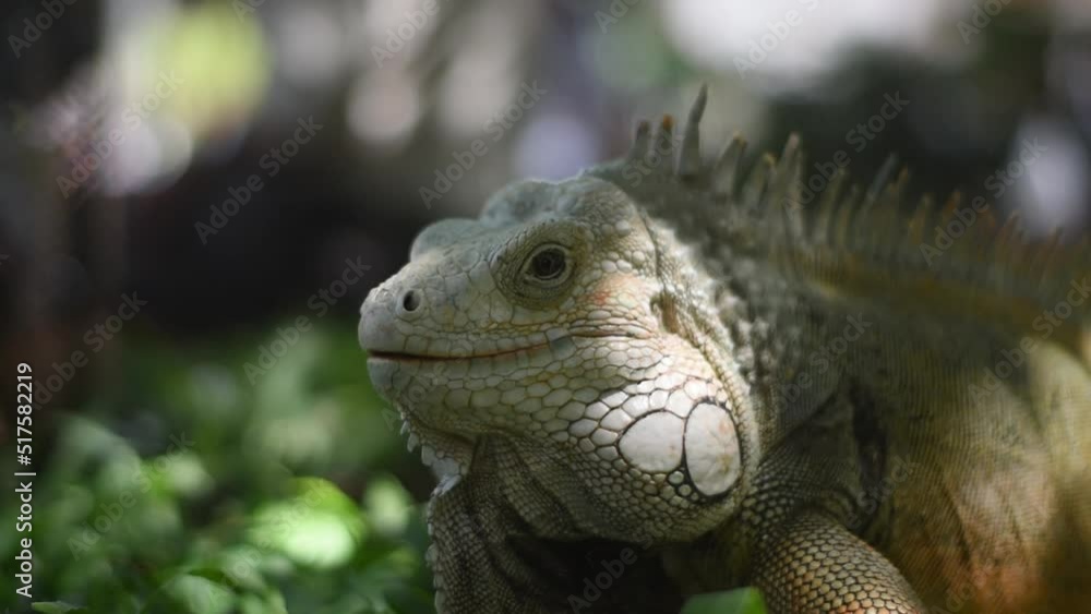iguana, cuerpo completo de iguana iguana, cuerpo completo de iguana