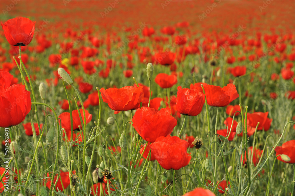 Poppy meadow in the beautiful light of the evening sun. Romantic sunset over a poppy meadow. Field of poppies.