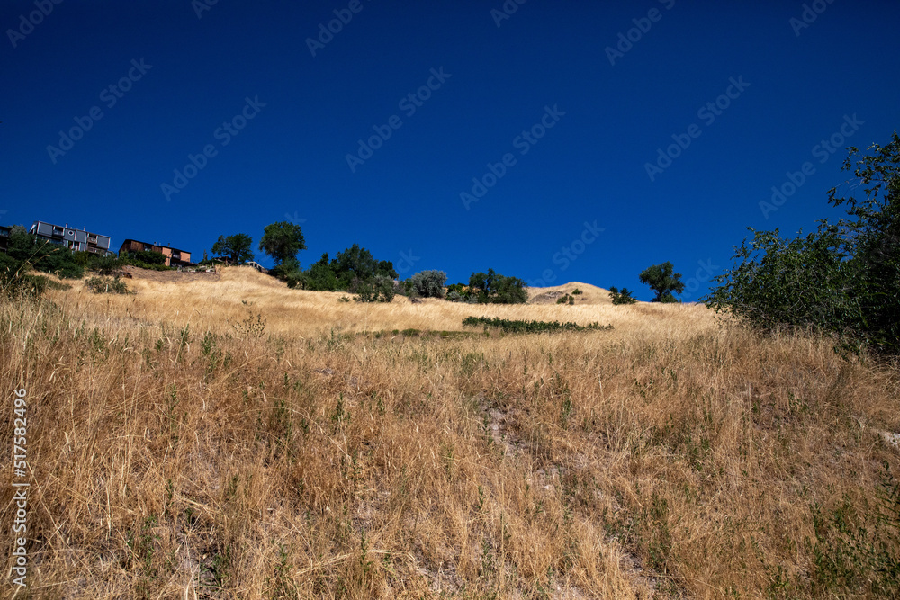 field of dry grass