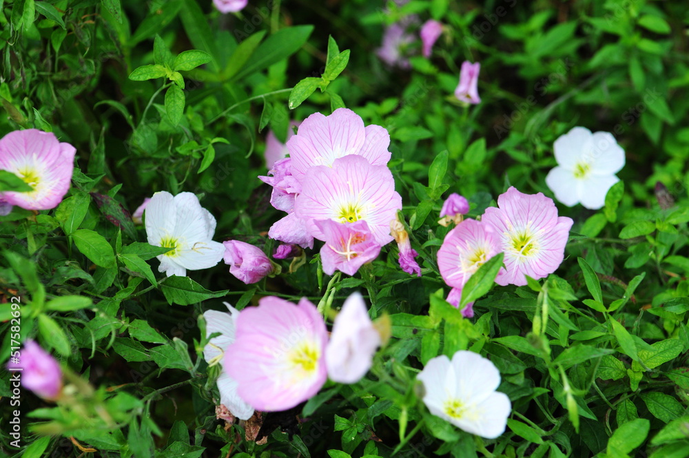 flowers in the wild,which can be used as background flowers in the wild,which can be used as background