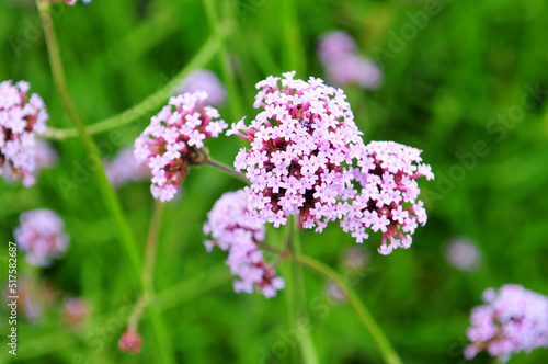 flowers in the wild,which can be used as background