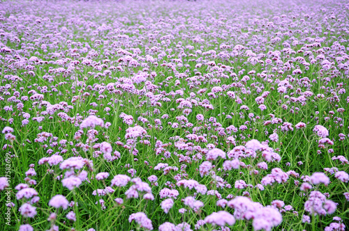 flowers in the wild,which can be used as background