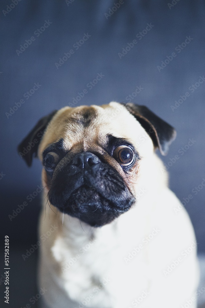 pug pug