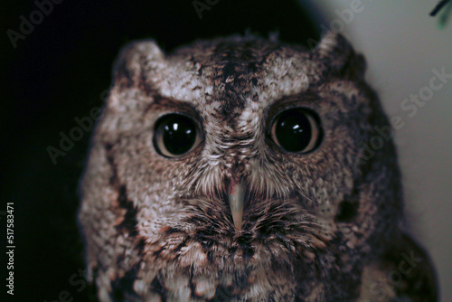 Close up of owl's face