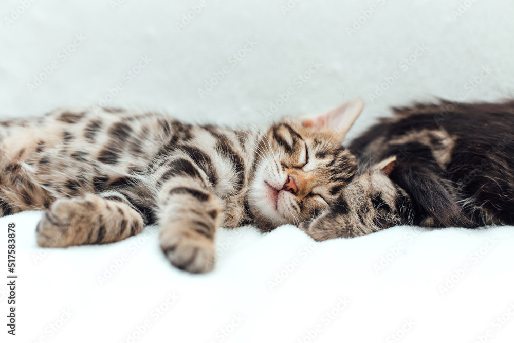 Fototapeta premium Little bengal kitten on the white fury blanket