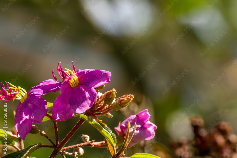 Flowers and fruit of Indian rhododendron plant, purple petals, green heart-shaped leaves with a rough surface. Flowers and fruit of Indian rhododendron plant, purple petals, green heart-shaped leaves with a rough surface.