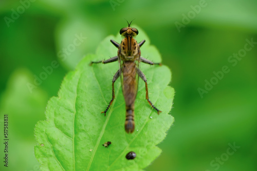 The Asilidae are a family of robber flies, also called killer flies. They are strong, hairy flies with a short, sturdy proboscis that covers the sharp, sucking hypopharynx. Macro shoot
