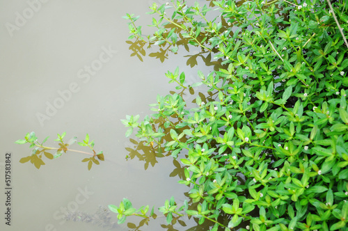 aquatic plants on the surface of a field pond