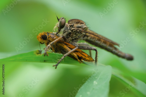 Robber fly pounces on prey on leaves isolated on blurred background